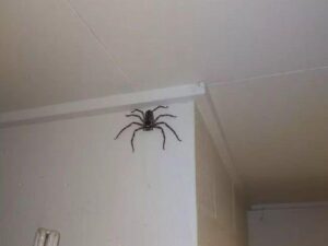 The importance of ridding houses of spiders